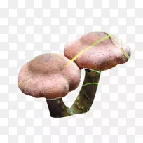 伞菇-伞状榛子蘑菇图片材料