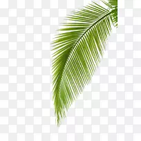 槟榔科植物叶摄影棕榈叶
