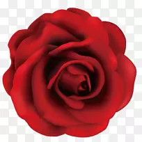 花园玫瑰、蜈蚣玫瑰、沙滩玫瑰、玫瑰-细嫩的红玫瑰
