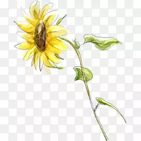 普通向日葵卡通插图-可爱卡通手绘向日葵黄色