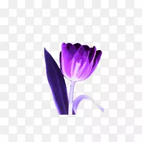 郁金香紫花-紫郁金香图片材料