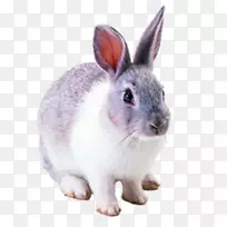 荷兰矮兔棉尾兔