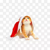 猫小狗小猫圣诞老人狗-圣诞猫