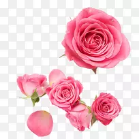 花园玫瑰，蜈蚣玫瑰，海滩玫瑰，粉红色花瓣-粉红色玫瑰