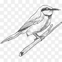 鸟类素描-素描鸟