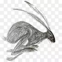 欧洲野兔画兔水彩画艺术-兔子
