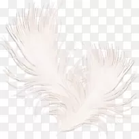 白羽毛