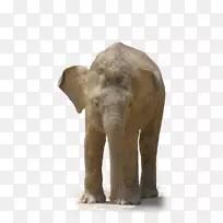 非洲森林象印度象剪贴画-巨象