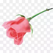 静物：粉色玫瑰沙滩玫瑰插花艺术-玫瑰
