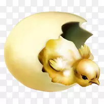 鸡宝宝