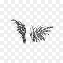 水稻作素描稻