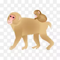 狮子尾猿科旧世界猫插图-猴子
