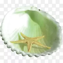 海星软体动物贝壳摄影.新鲜贝壳