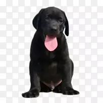 拉布拉多猎犬帕特代尔猎犬斗牛士小狗品种-黑色成年犬