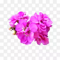马提奥拉切花植物种子-花卉元素