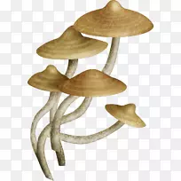 普通蘑菇u83cc-蘑菇