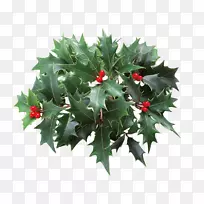 圣诞冬青剪贴画-植物叶子