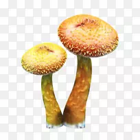 亚洲榛子食用菌.两种榛子蘑菇图片材料
