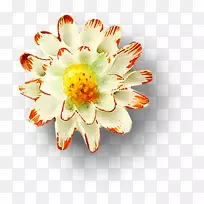 Nelumbo nucifera下载google图片花卉设计-浮动莲花