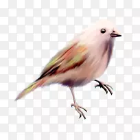 鸟类剪贴画-颜色可爱的鸟