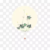 中药海葵-中药银莲花