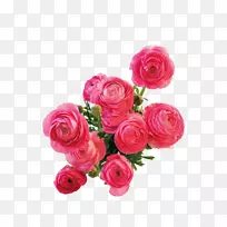 花卉摄影机器人-玫瑰