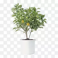 柑桔xd 7树木摄影室内植物.橘子树图片