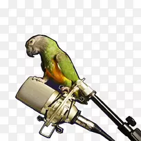 麦克风亚马逊鹦鹉Perroquet-鹦鹉