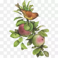 苹果下载-花卉组合-苹果，桃子
