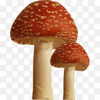 蘑菇摄影术