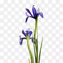 紫蓝花