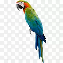 亚马逊鹦鹉，巴科