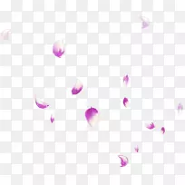 花瓣脱落的花瓣