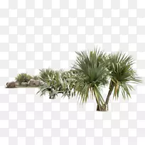 椰子树椰子热带-椰子树