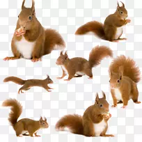 树松鼠红松鼠动物创造性松鼠