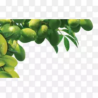 橄榄油树墙纸-橄榄树