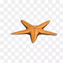 黄海海星欧式免费-单海星