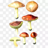蘑菇鸟真菌香菇手绘蘑菇