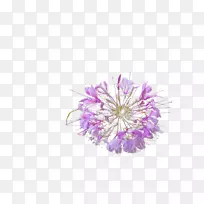 紫色透明半透明花卉紫色透明石榴
