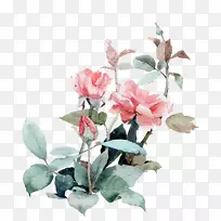 水彩画海滩玫瑰插图.彩绘植物