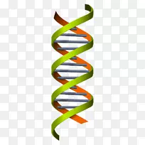 科学遗传学-DNA插图-医学化学，科学