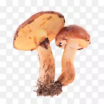 食用菌-鲜蘑菇