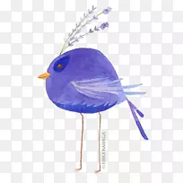 鸟类水彩画插图-鸟类