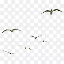 鸟类海鸥剪辑艺术-鸟类