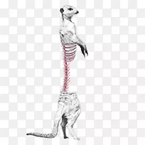 绘画平面设计艺术插图制作设计插图动物骨骼