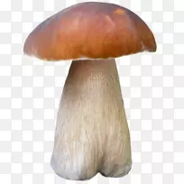 杏鲍菇棕色谷歌图片-棕色蘑菇