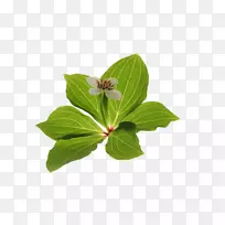 叶植物光合作用绿光栅图形-叶