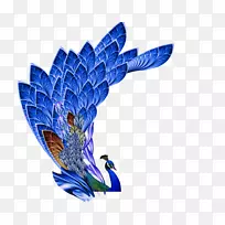 亚洲孔雀羽毛-超级漂亮的孔雀羽毛