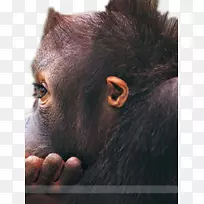 猩猩猴子高清电视壁纸可爱的大眼睛小猩猩
