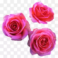 芳香的玫瑰，灌木，玫瑰，开玫瑰花园-花卉植物。